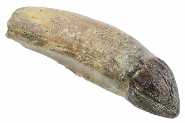 Rooted Fossil Alligatoroid (Brachychampsa) Tooth - Wyoming #356957